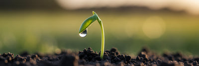 Green pea shoot sprouting from soil.